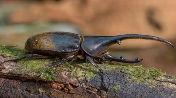 novas espécies amazônia