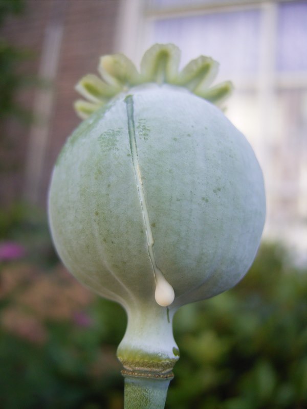 opium pod cut to demonstrate fluid extraction