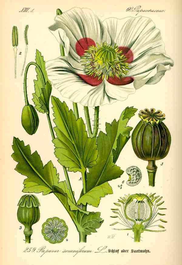 papaver somniferum