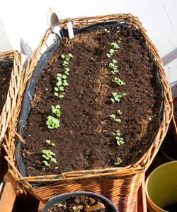 plantar espinafre