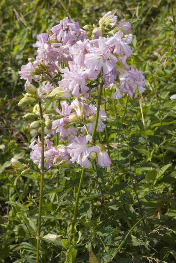 saponaria officinalis