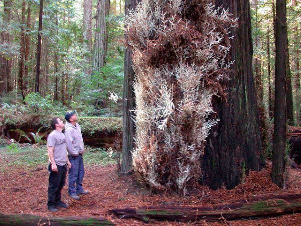 sequoia 3