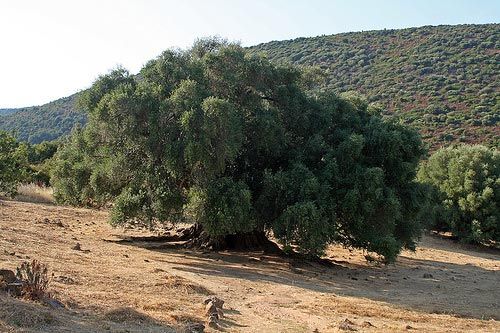 Oliveira de Luras, na Sardenha