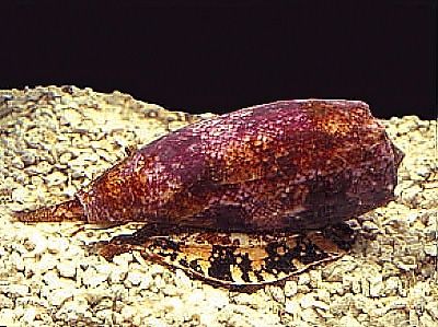 Conus Geographicus venenoso