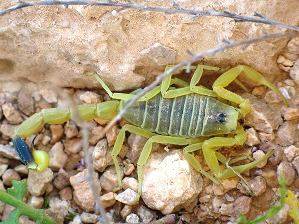 venenosos leiurus quinquestriatus