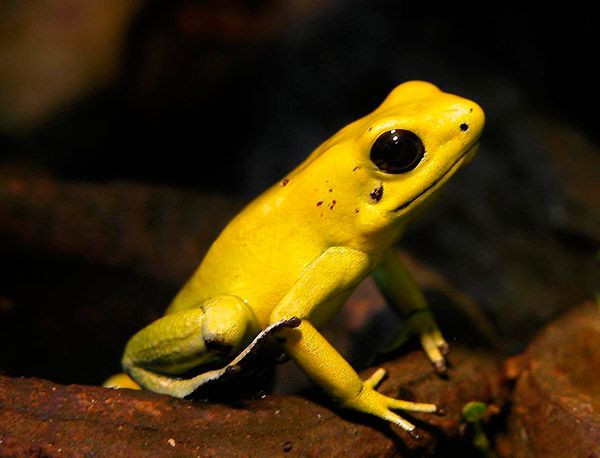 venenosos phyllobates terribilis