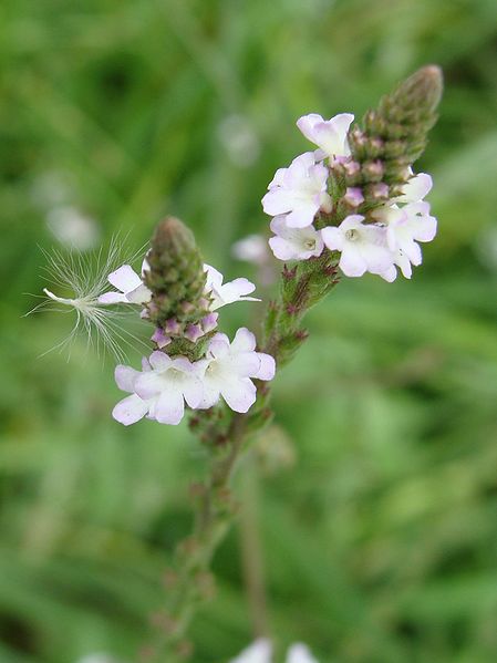 verbena officinalis