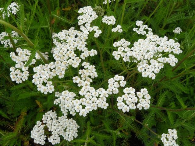 achillea millefolium white beauty