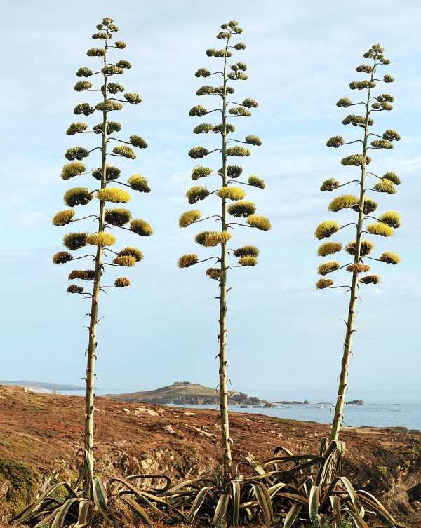 agave americana florida