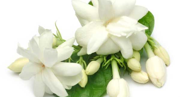 Como cultivar Jasmim