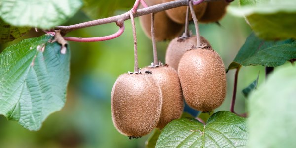 Como plantar kiwi