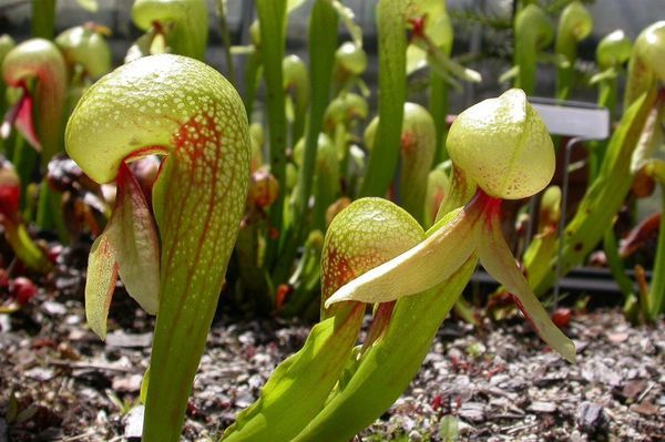 darlingtonia californica