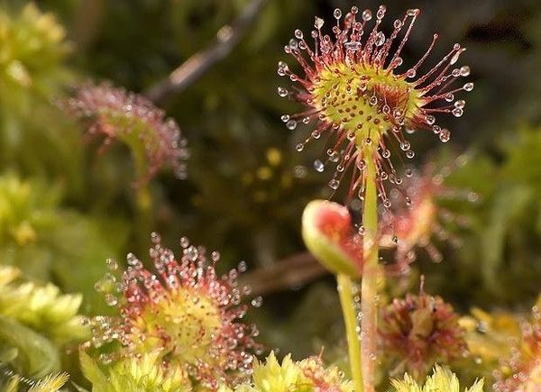 drosera rotundifolia