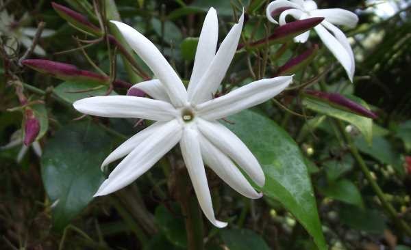 jasminum nitidum