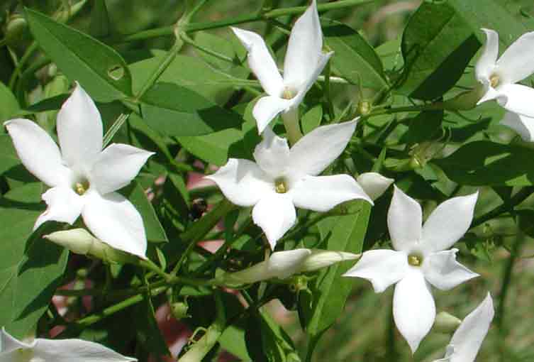 jasminum officinale