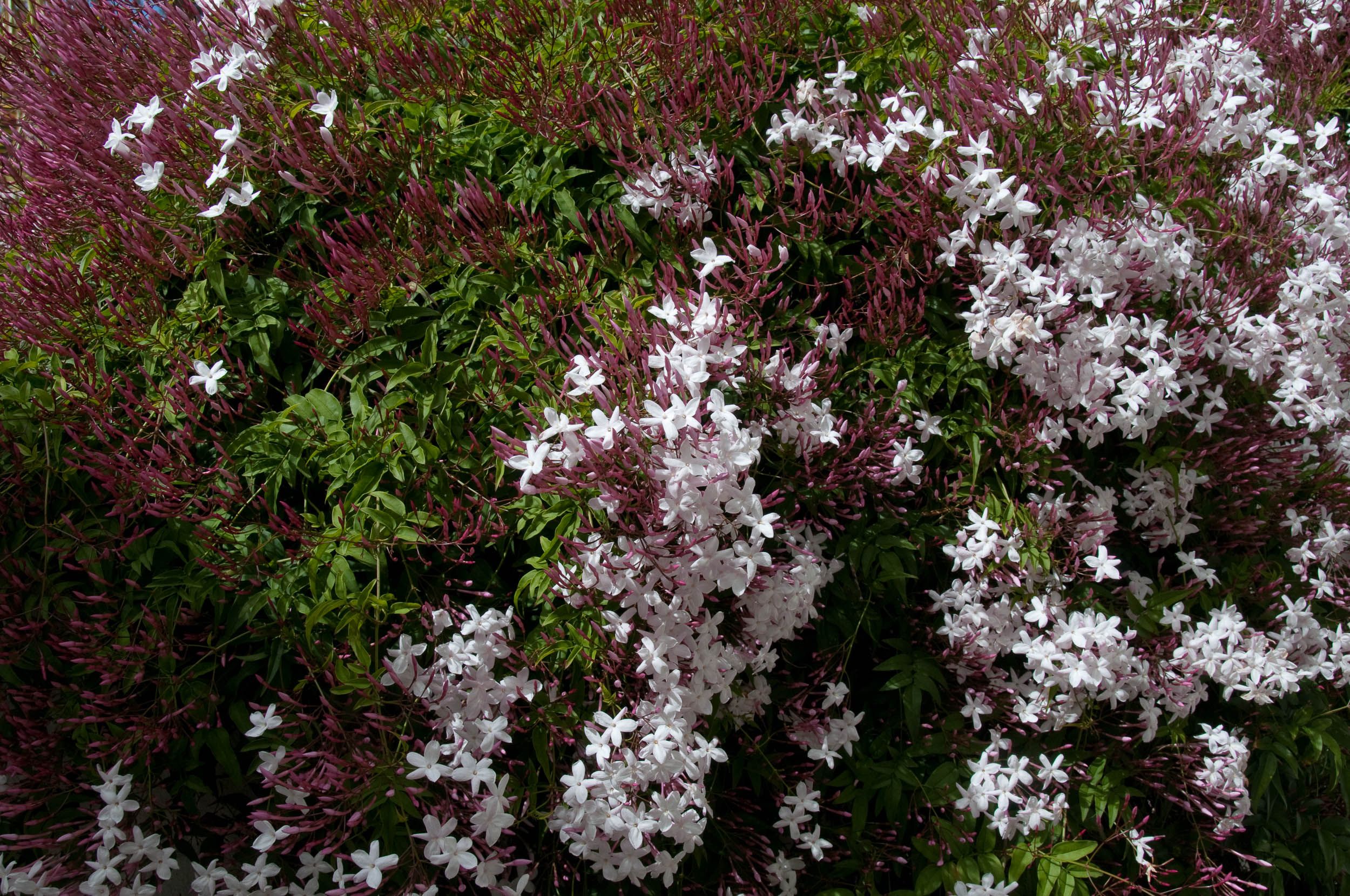 jasminum polyanthum