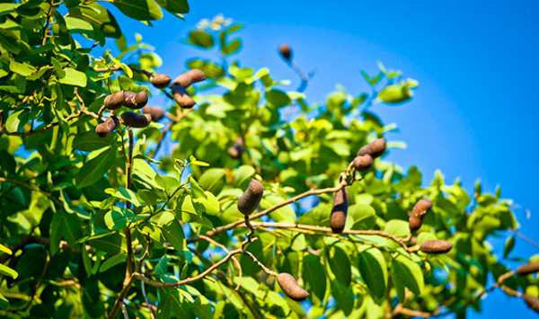 jatoba arvore sementes