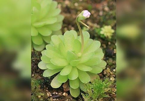 pinguicula esseriana