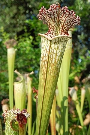 sarracenia leucophylla