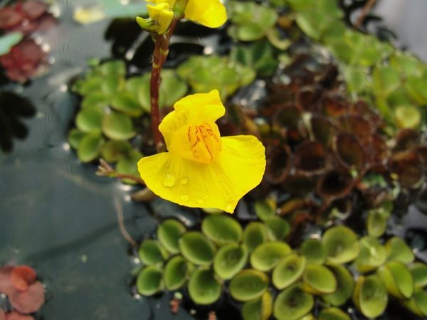 utricularia vulgaris