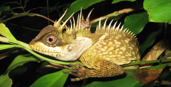 acanthosaura phuketensis