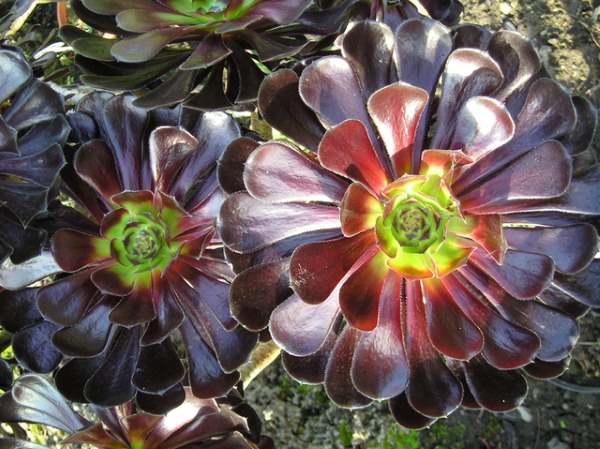 aeonium arboreum