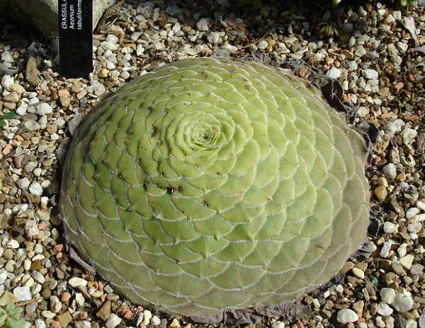 aeonium labuliforme