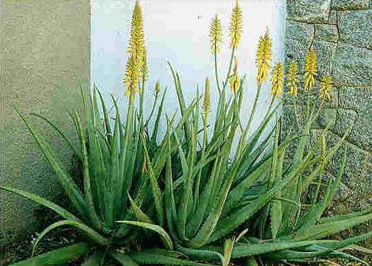 aloe barbadensis