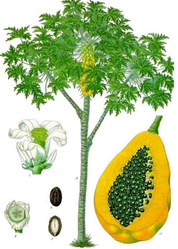 arvore papaya