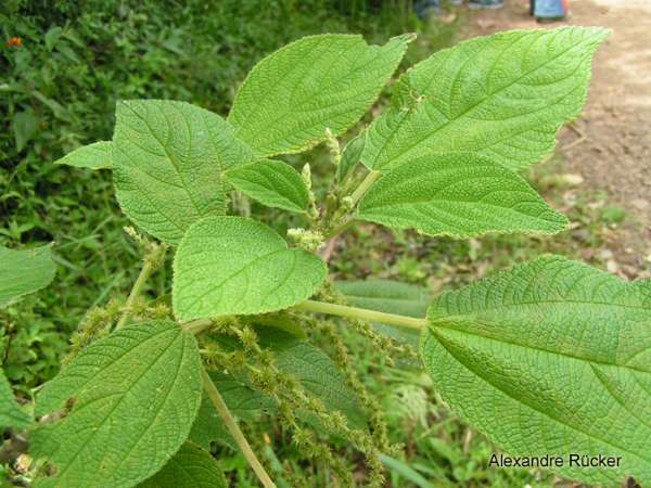 boehmeria caudata