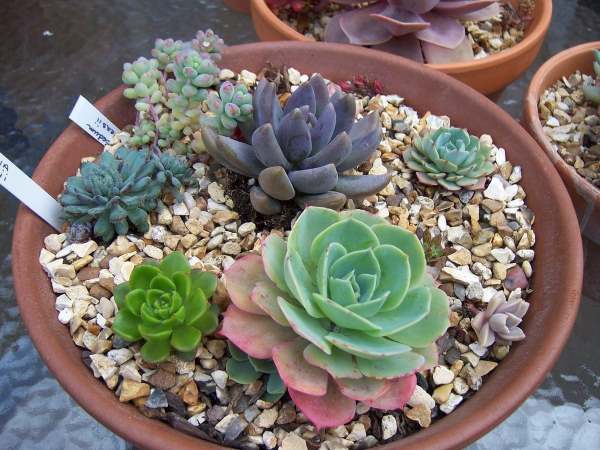 echeveria pachyveria sediveria sedum