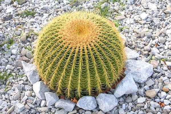 echinocactus grusonii plantas crescimento