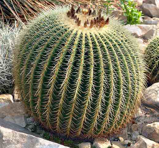 echinocactus grusonii