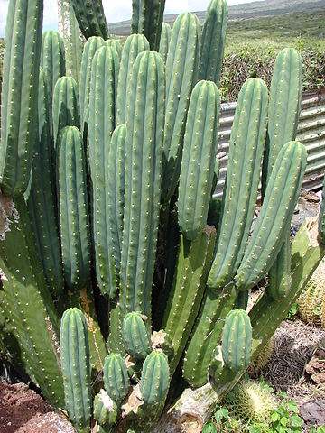 echinopsis pachanoi