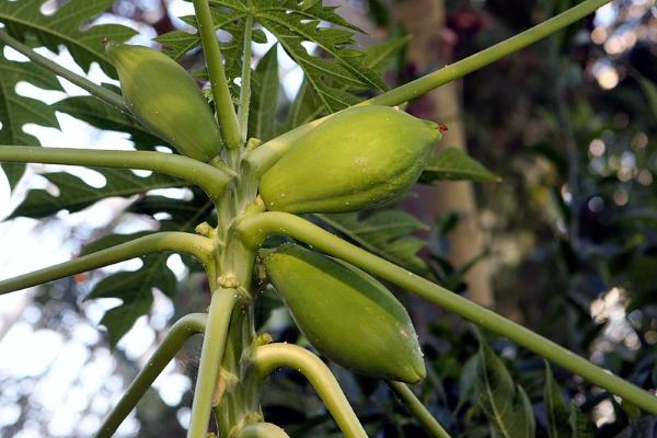 fruto de mamoerio