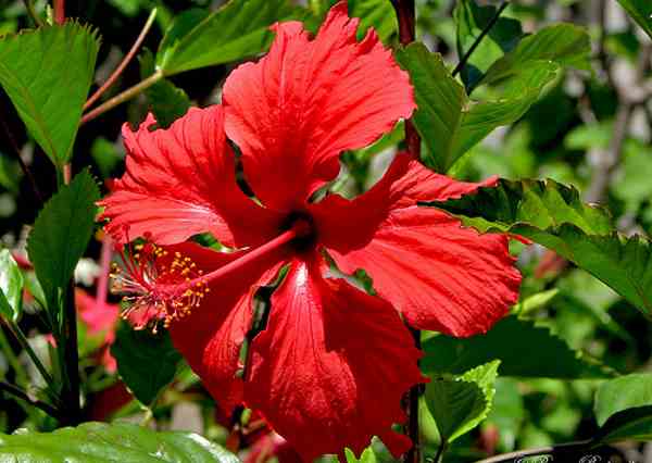 hibisco 2