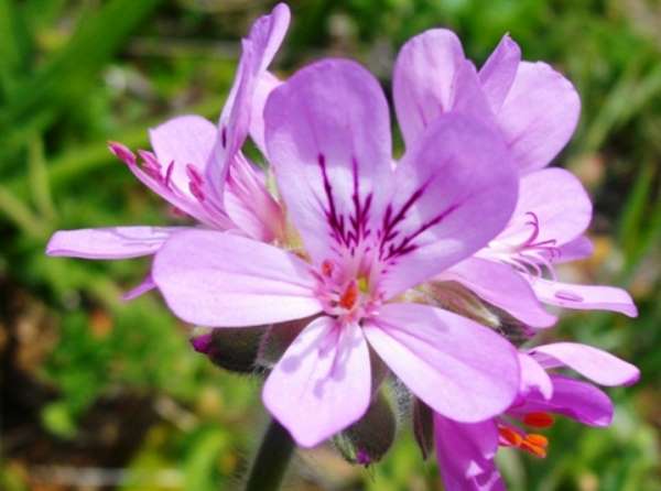 pelargonium capitatum