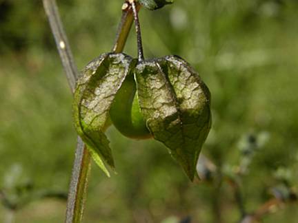 physalis angulata