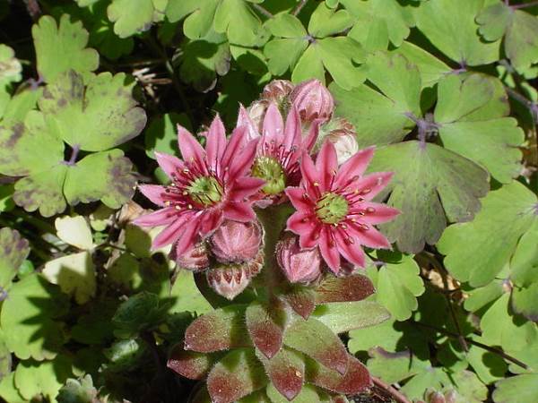 sempervivum arachnoideum