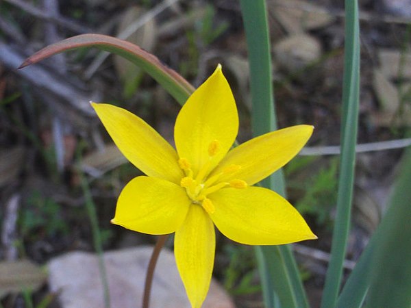 tulipa sylvestris subsp. australis