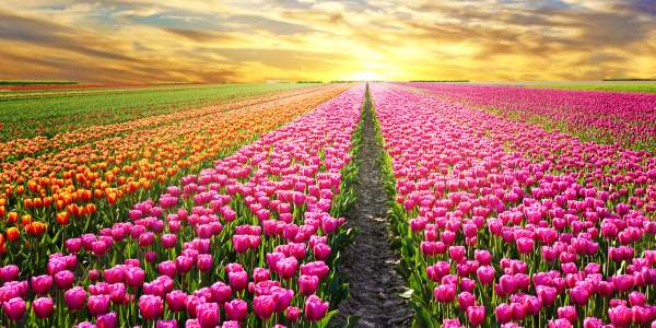 Tulipa