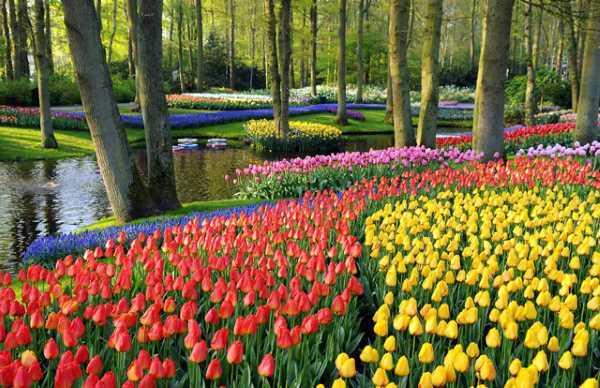 tulipas da holanda