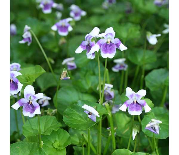 viola hederacea