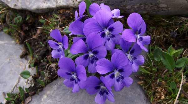 Violetas