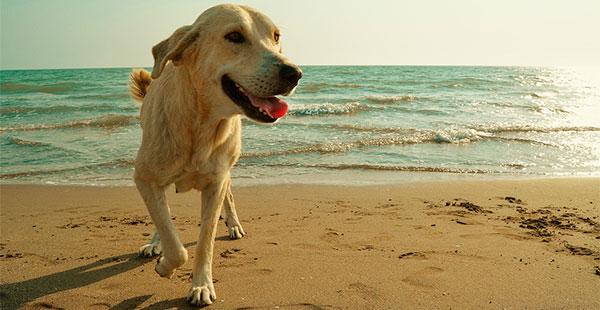 cachorro praia