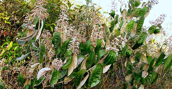 Canela De Velho Uma Planta Milagrosa Contra Artrose Artrite E