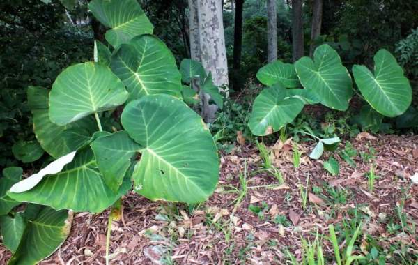 colocasia gigantea