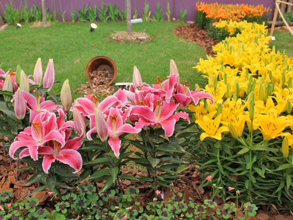 lilium speciosum