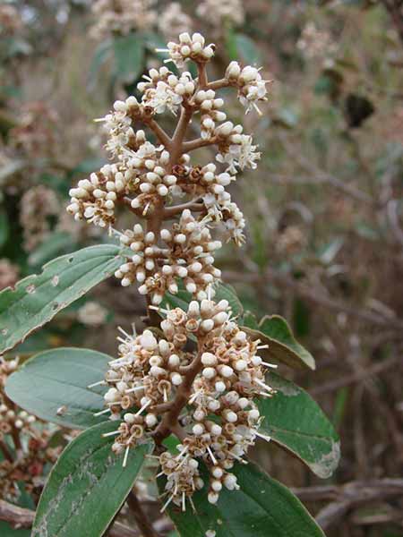 miconia albicans