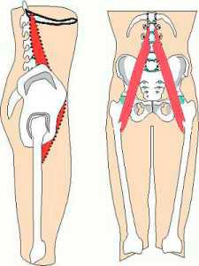 psoas musculo